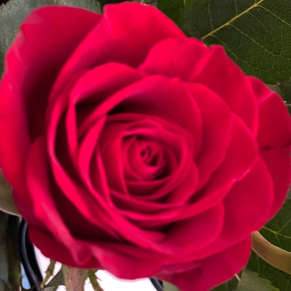 Meet your Posher, Tiana